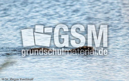 Nutria (18 von 25).jpg